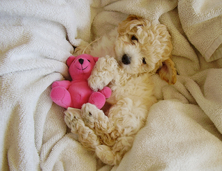 Illustration for article titled 10 Photos Of Animals With Stuffed Animals
